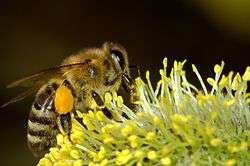 Biene Fleiß Beflissenheit.jpg