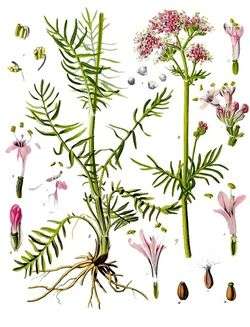 Valeriana officinalis-Heilpflanze-Echter-Baldrian.jpg