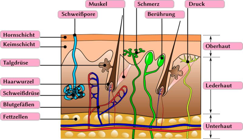 Datei:800px-Schemazeichnung haut.svg.jpg