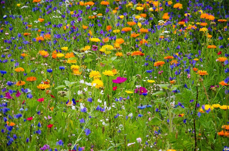 Datei:Blumen Wiese Sommer Frühling Natur.jpg