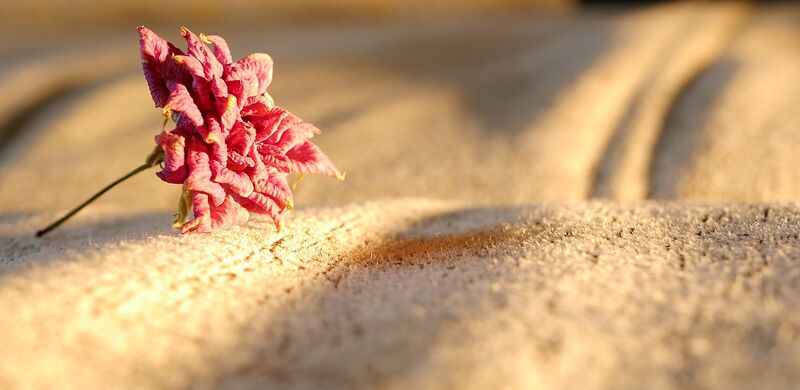 Datei:Rose verwelken verderben Sand Wüste Vergänglichkeit.jpg