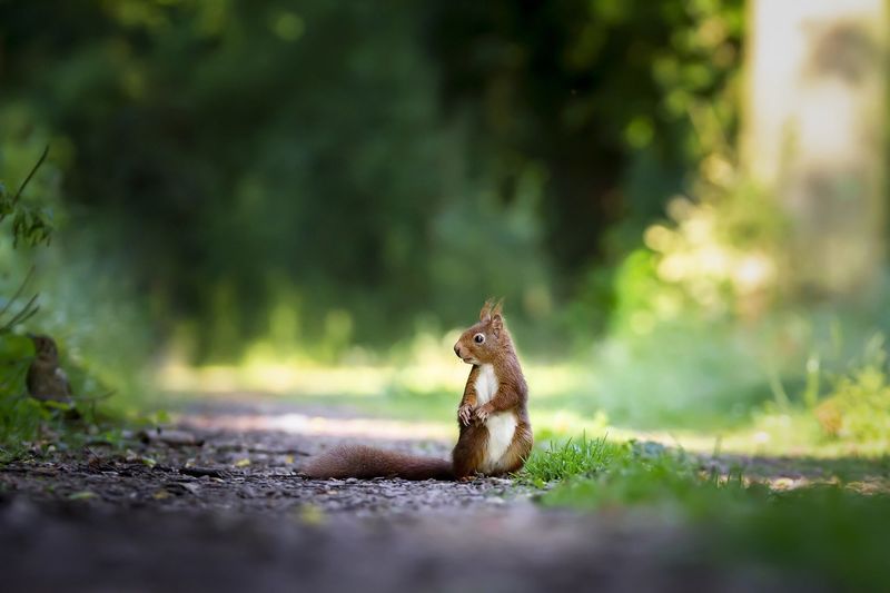 Datei:Eichhörnchen-Natur-Tier-.jpg