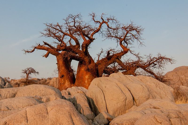 Datei:Baobab Affenbrotbaum Baum.jpg