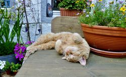 Katze Schlaf Genuss Garten Zufriedenheit.jpg