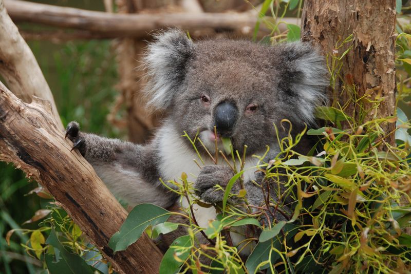 Datei:Australien Eukalyptus-Koala Kräuter.jpg