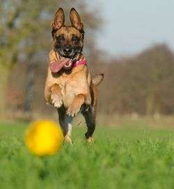 Hund Apportieren Ball Freude Eifer.jpg