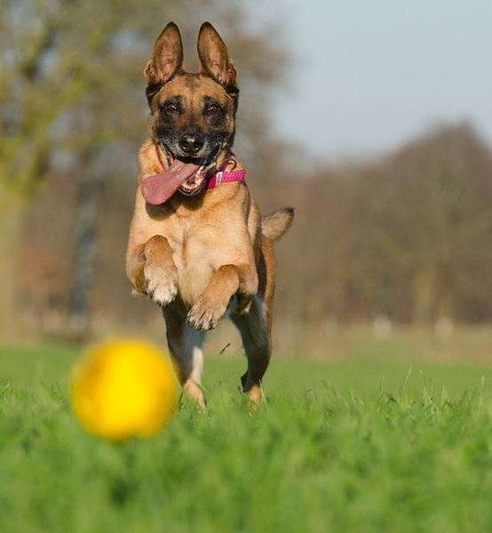 Datei:Hund Apportieren Ball Freude Eifer.jpg