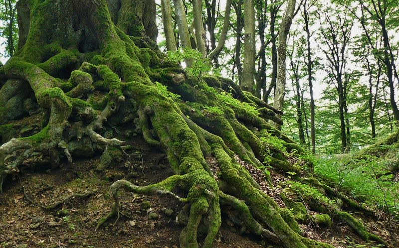 Datei:Root-Wurzelhüter-Wald.jpg