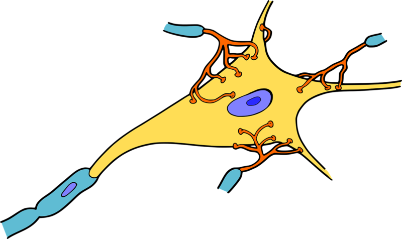 Datei:Neuron, Nervenzelle, Nervensystem.png