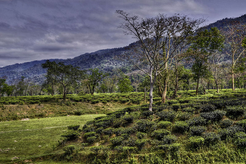 Datei:Assam Tee Garten Landschaft.jpeg.jpeg