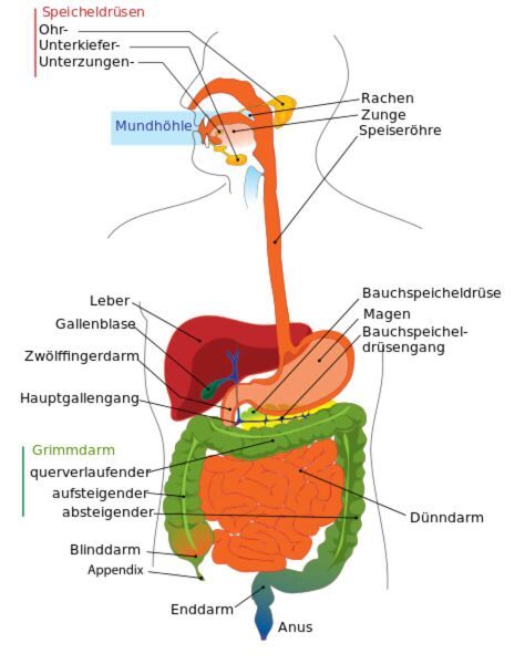 Datei:474px-Digestive system diagram de.svg.jpg