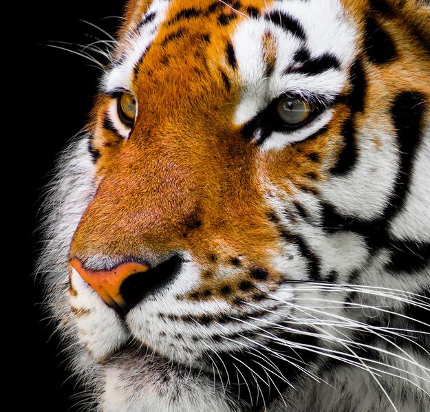 Datei:Animal-Tiger-Selbstvertrauen.jpg