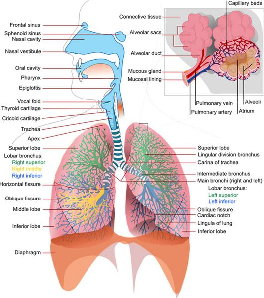 Datei:Atmungssystem Lungen Bronchien neu.jpg