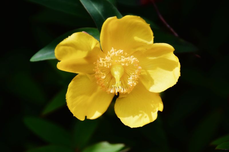Datei:Agrimony, Bachblüten, gelbe Blüte.jpg