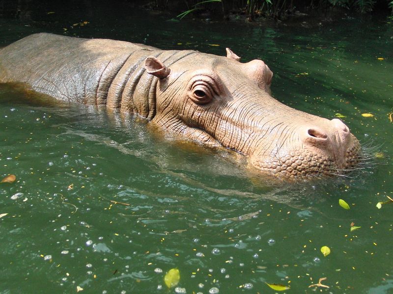Datei:Hippo-Flußpferd.jpg