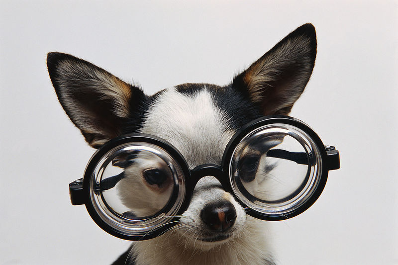 Datei:Hund Brille.JPG