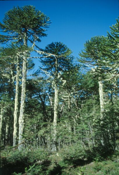 Datei:Chile 03 18.jpg