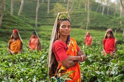 Frau Teeanbau Indien.jpg