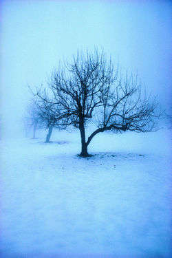 Winter Nebel Baum.JPG