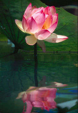 Lotus wasser.jpg