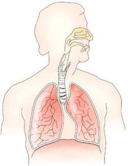 Lungen Atmung Atemorgane Anatomie.png