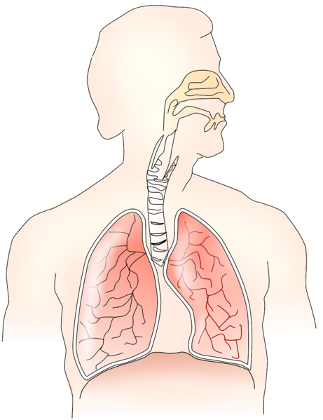Datei:Lungen Atmung Atemorgane Anatomie.png