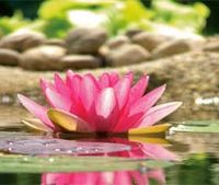 Ayurveda-Lotus.jpg
