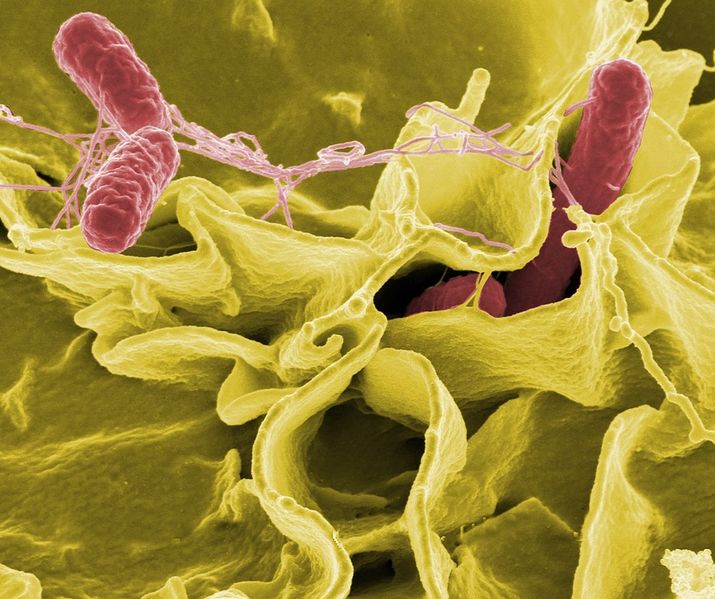 Datei:Salmonellen Bakterien Viren Parasiten Mikroben.jpg