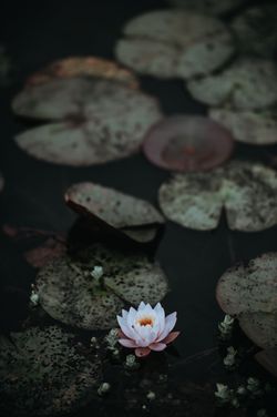 Lotus Blume Blüte Frieden Stille Lotusblüte.jpg
