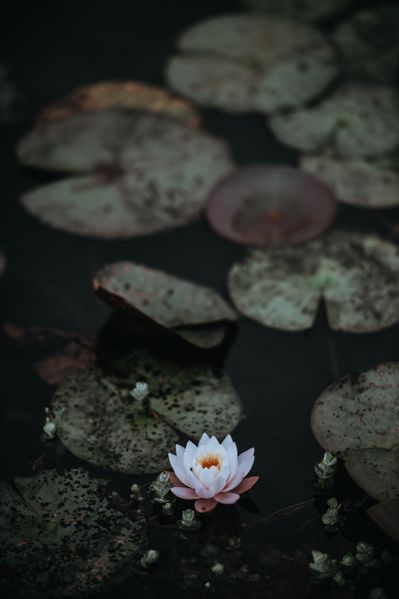 Datei:Lotus Blume Blüte Frieden Stille Lotusblüte.jpg