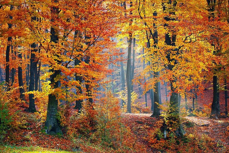 Datei:Herbst Wechseljahre Transformation Wald.jpg