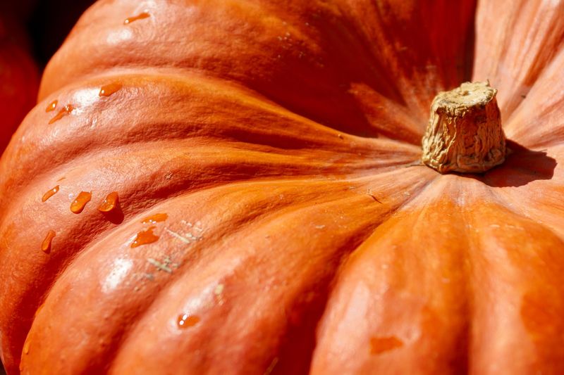 Datei:Kürbis Orange Pumpkin Herbst.jpg