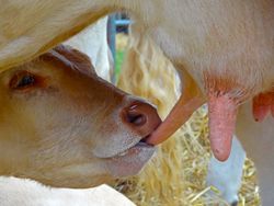 Euter Kuh Kalb Milch säugen vegan.jpg