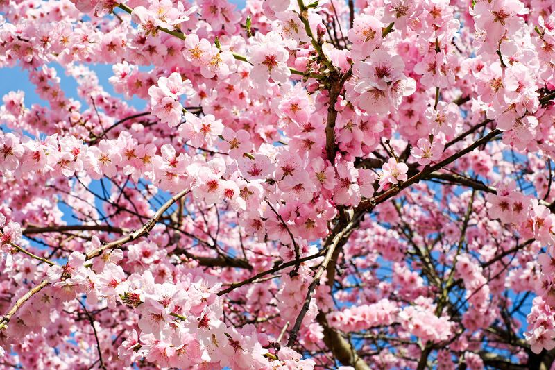 Datei:Kirschblütten Frühling Baum rosa.jpg