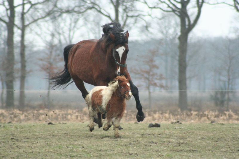 Datei:Pferd und Pony.jpg