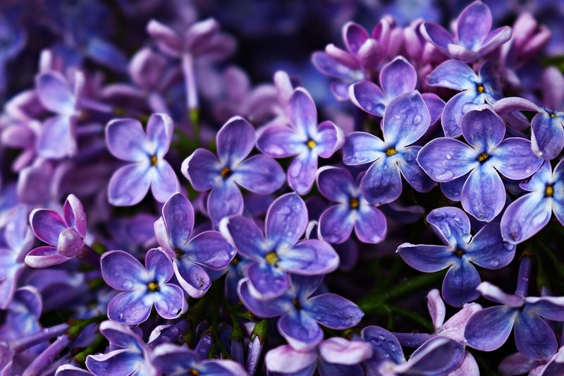 Datei:Flieder Blume Lila Violett Blühen.jpg