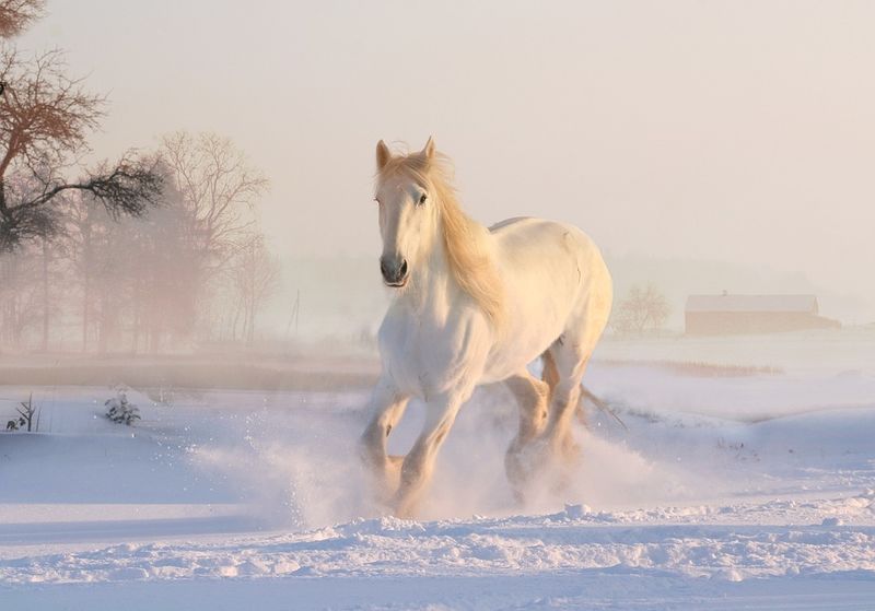 Datei:Pferd Schimmel Schnee.jpg