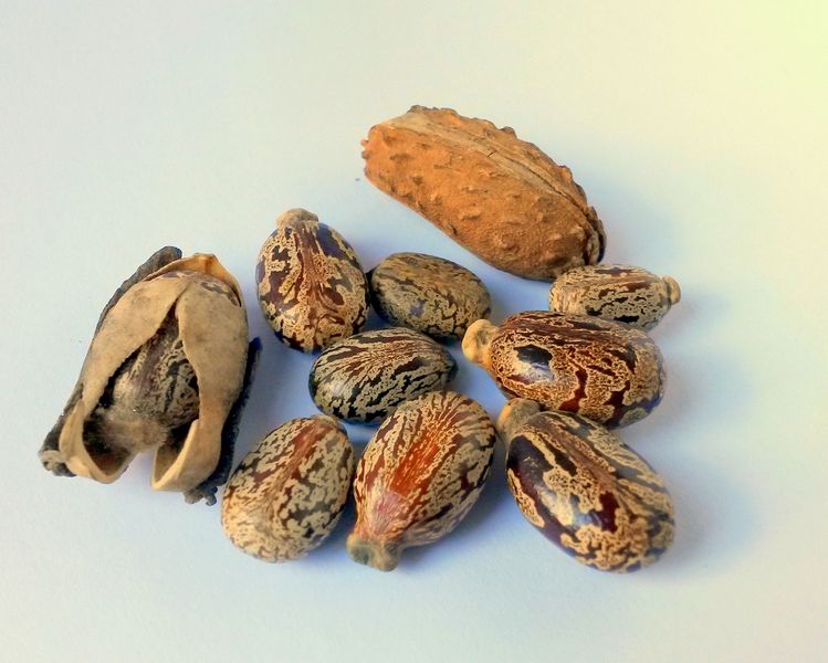 Datei:Castor-oil-seeds-Wunderbaum-Peristaltik.jpg