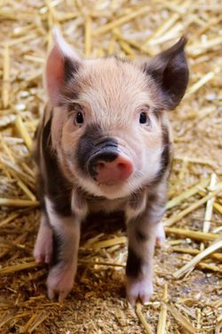 Landwirtschaft Schwein Tierbaby Tierschutz Bio.jpg