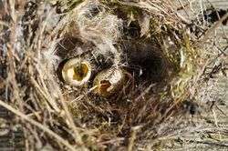 Nest Nestraub Eier.jpg