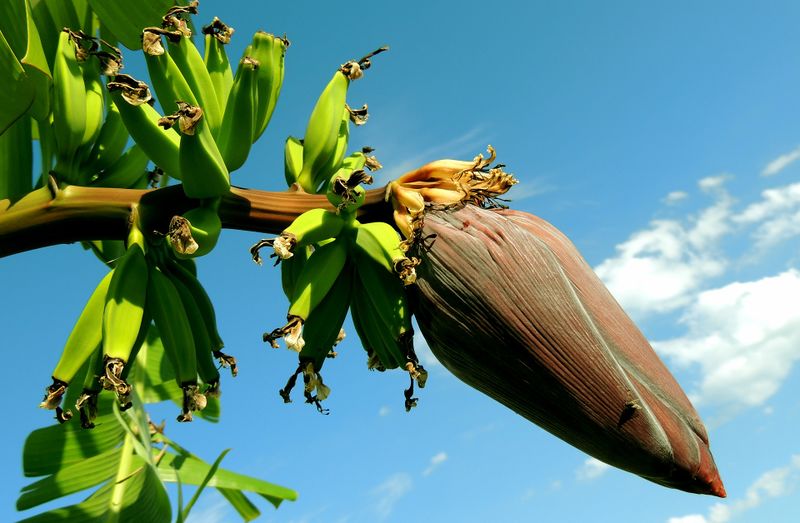 Datei:Banane Banana Pflanze Frucht Bananenstaude.jpg