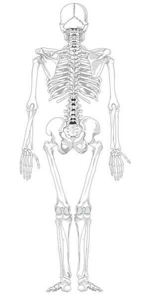 Datei:Skelett Anatomie Wirbelsäule Körper Rücken.jpg