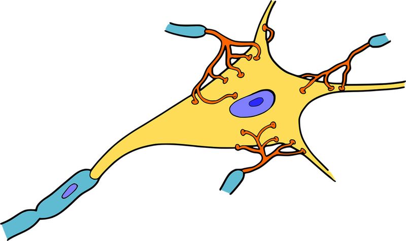 Datei:Neuron, Nervenzelle, Nervensystem.jpg