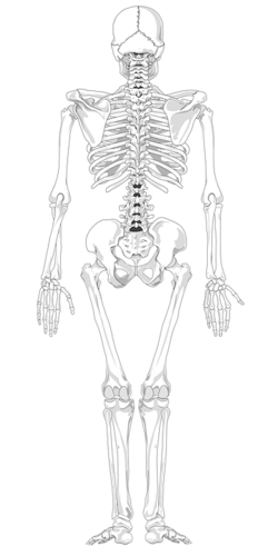 Skelett Anatomie Wirbelsäule Körper Rücken.png