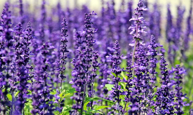 Datei:Lavendel Planze Blume violett Wiese Natur Sekundärstoffwechsel.jpg