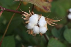 Baumwolle Strauch Pflanze Bio.jpg