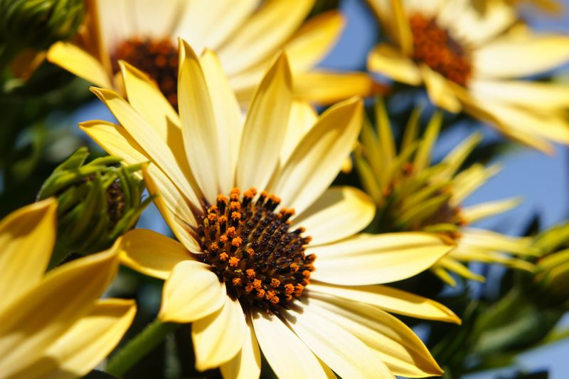 Datei:Sunflower-Sonne-VitaminD.jpg