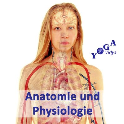 Anatomie-physiologie.jpg
