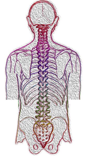 Datei:Rücken Wirbelsäule Skelett.jpg