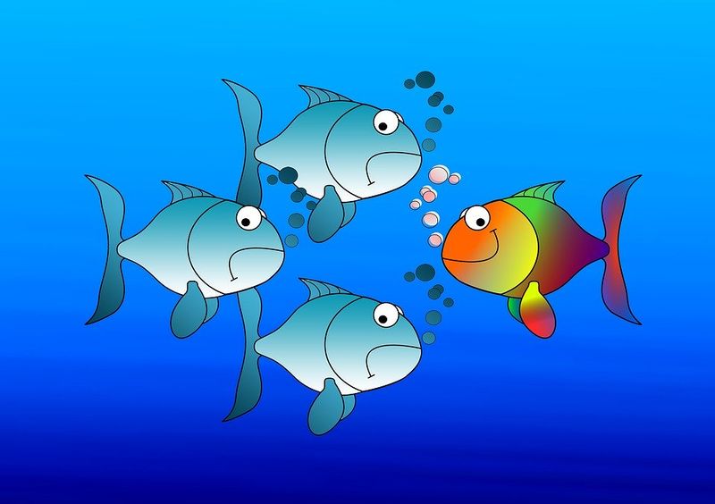 Datei:Fische Individualität Gegen den Strom schwimmen Wasser Bunt.jpg